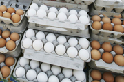 تخم مرغ اینترنتی به فروش می رسد/ آخرین قیمت هر شانه تخم مرغ