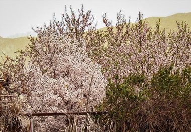 باغداران قزوینی مراقب سرمازدگی محصولات خود باشند