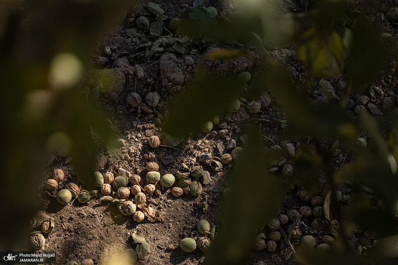 برداشت مکانیزه گردو در استان زنجان