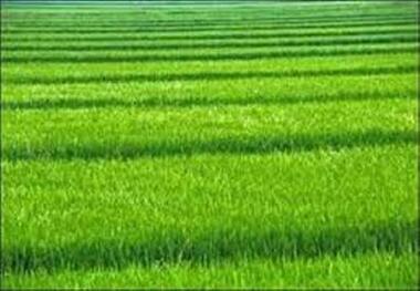 کشت گندم و جو در حدود 418 هزار از کشتزارهای گلستان