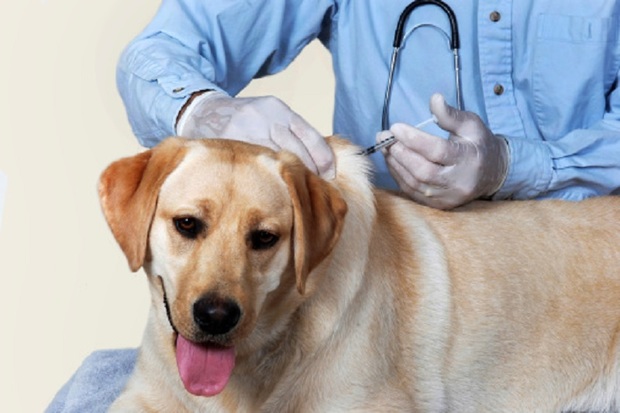 یکهزار و 600 قلاده سگ در خوی علیه بیماری هاری واکسینه شدند