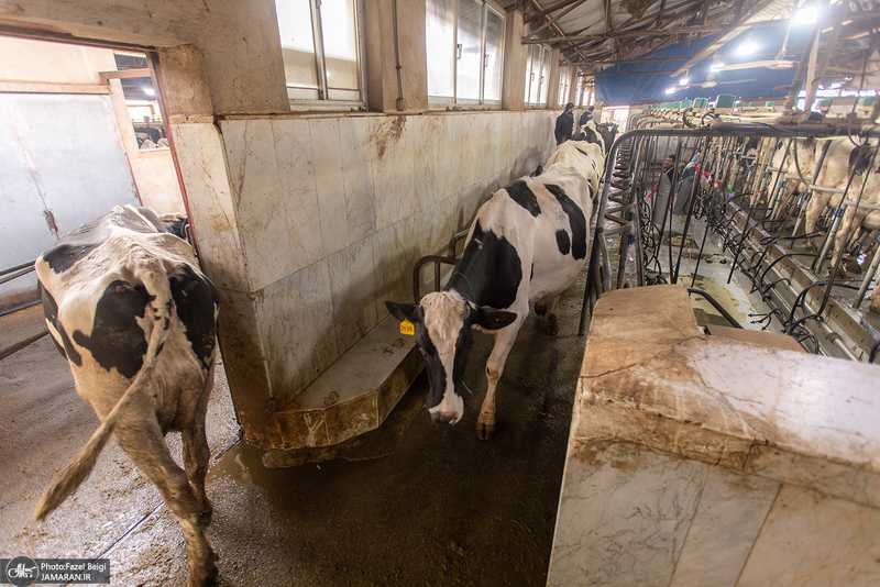 کارگران دامپروری؛ ستون‌های سلامت و آبادانی کشور