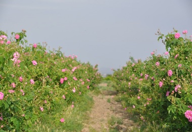 عطر محمدی در فدک وقفی