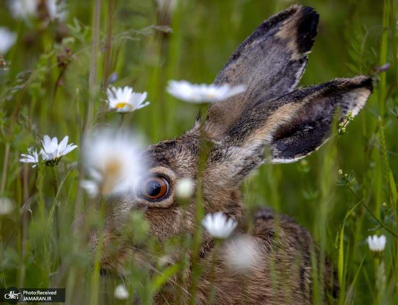 منتخب تصاویر امروز جهان- 5 خرداد 1400