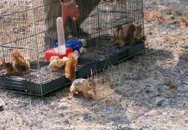 30 بطانه سنجاب و 2 جوجه تیغی در سروآباد رهاسازی شد