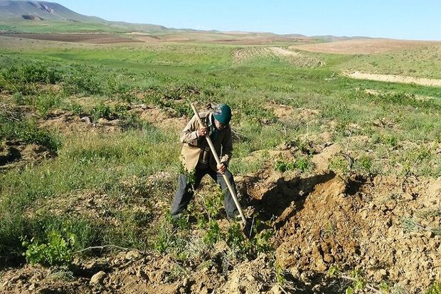 باغداران سمیرمی بهداشت را در شرایط کرونایی رعایت کنند