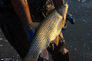 پرورش ماهی در آزادشهر استان گلستان