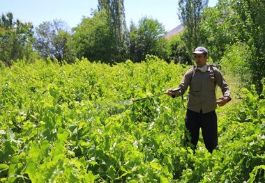 زخم کهنه تاکستان های خراسان شمالی سرباز کرده است