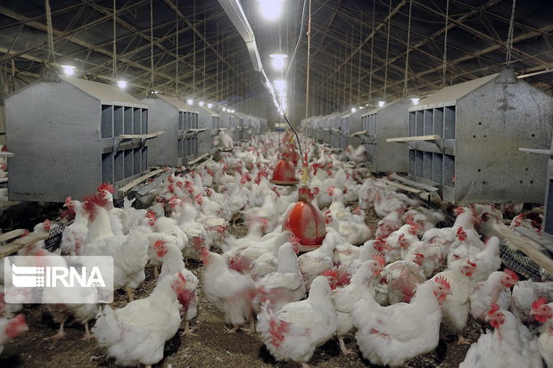 رشد ۱۰ درصدی تولید گوشت مرغ در سیستان و بلوچستان