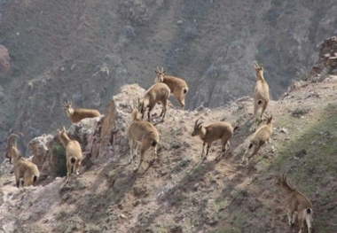 البرز دارای تنوع بالای گیاهی و جانوری است