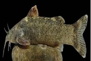 کشف و ثبت جهانی گونه جدید ماهی به نام «علی دایی»