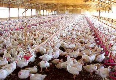 278 واحد از مرغداری‌های استان اردبیل از گاز شهری برخوردار هستند