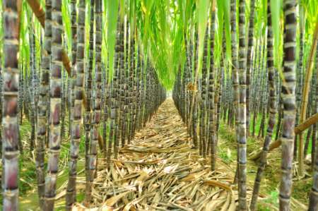بیش از 2میلیون و 95 هزار تن شکر در شرکت توسعه نیشکر خوزستان تولید شد