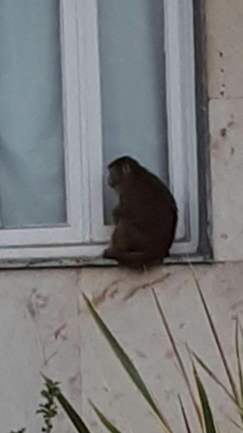 حمله میمون بازیگوش در شمال به آرایشگاه زنانه + عکس
