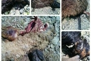 40 دام در دو روستای دلیجان در حمله گرگ ها به گله تلف شدند