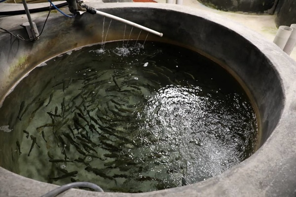 طرح کلان ملی تولید ماهی قزل‌آلای رنگین‌ کمان عاری از بیماری (SPF) به بهره‌برداری رسید