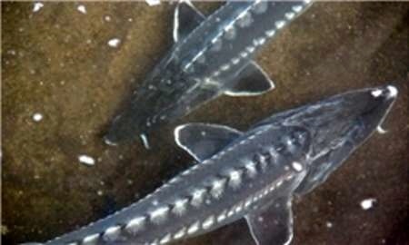 کشف ۲ هزار و ۳۸۱ قطعه ماهی خاویاری در مازندران