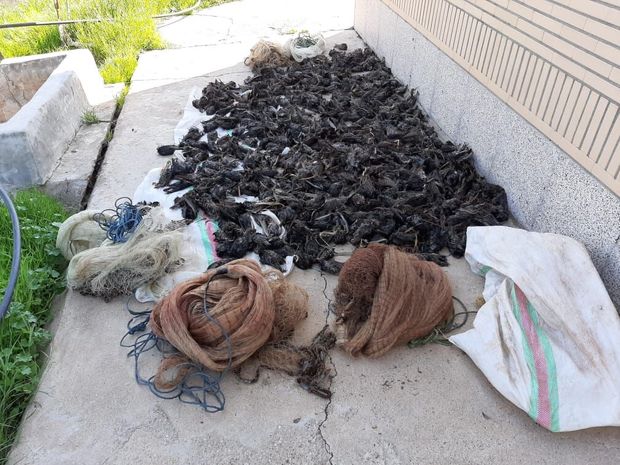 کشتار جمعی ۶۷۲ پرنده سار در پارک ملی کرخه شوش