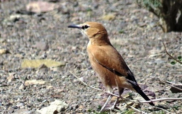 نخستین رونمایی از زاغ بور ایرانی در تالاب گاوخونی+ عکس