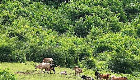 موافقان و مخالفان تنفس جنگل به جای آمار دقیق، حرف‌های احساسی می‌زنند