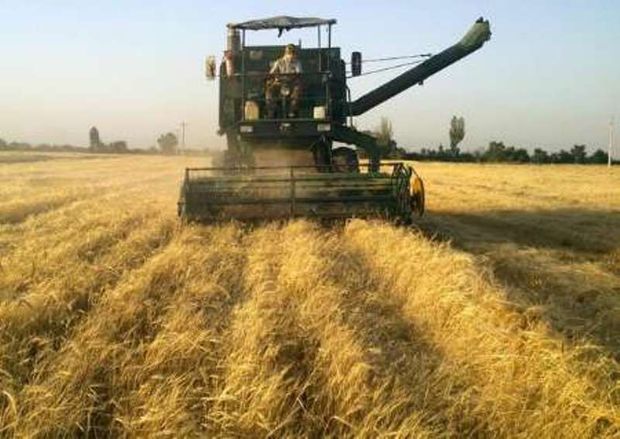 ۴۵ هزار تن گندم از مزارع گیلانغرب برداشت می‌شود