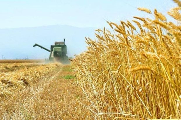 تولید گندم استان اردبیل به 600 هزار تن می رسد