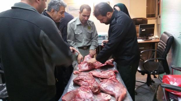 کشف لاشه دو راس قوچ وحشی در مشهد