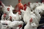 حدود سه هزار کیلوگرم مرغ زنده توقیف شده در اسلام‌آبادغرب به کشتارگاه منتقل شد