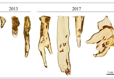 استخراج دی ان ای از فسیل حشرات