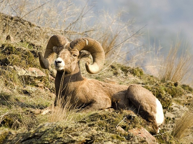 16 گروه محیطبان پستانداران خراسان شمالی را سرشماری می کنند