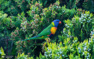 منتخب تصاویر امروز جهان - 17 دی 1401