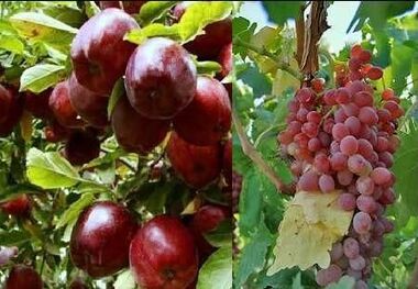 استفاده محدود از سموم کشاورزی در دستور کار زنان آذربایجان‌غربی