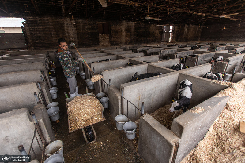کارگران دامپروری؛ ستون‌های سلامت و آبادانی کشور