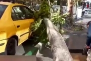 طوفان در خیابان نجات‌اللهی خسارت به بار آورد + فیلم