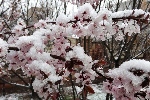 سرما بین 30 تا 70 درصد به باغات استان اردبیل خسارت زد