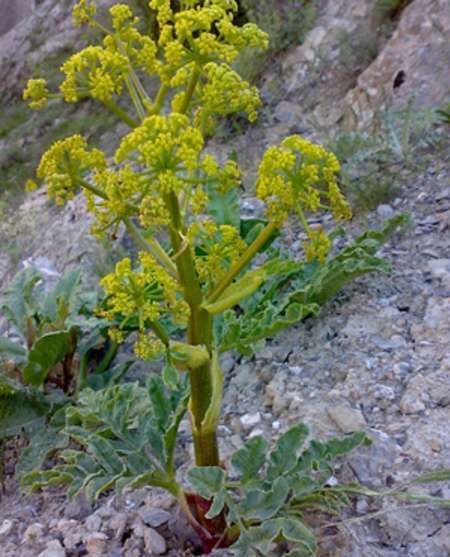 اجرای طرح ذخیره گاه گونه منقرض شده «آنغوزه» در چهارمحال وبختیاری