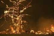 500 میلیون حیوان بر اثر آتش‌سوزی در استرالیا کشته شدند+ تصاویر