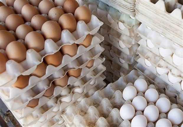عرضه تخم مرغ با هدف کنترل قیمت در زاهدان آغاز شد