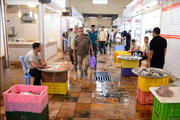 گزارش تصویری بازار ماهی‌فروشان آبادان