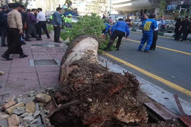 سقوط چنار قدیمی در خیابان ولیعصر(عج) تهران
