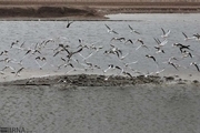 سرشماری ۱۵۰ هزار پرنده مهاجر در خوزستان