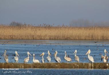 تالاب ها و زیست گاههای پرندگان مهاجر در گیلان پایش می شوند