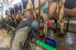 کارگران دامپروری؛ ستون‌های سلامت و آبادانی کشور