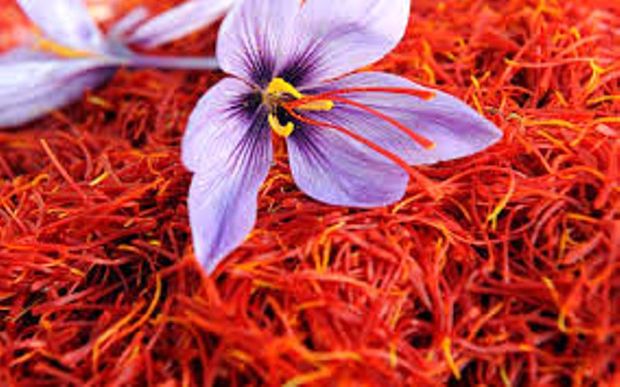 پیش بینی می شود 400 تن زعفران امسال برداشت شود