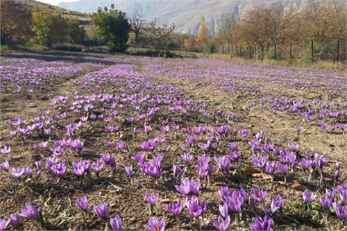 کاشت زعفران مددجوی خلخالی را خودکفا کرد