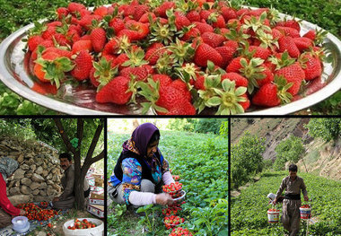 سایه دلالی برسرطلای سرخ توت‌فرنگی کاران منتظرتحقق وعده دولت هستند