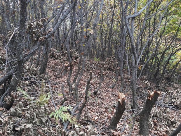 غارتگران منابع ملی در جنگل اندبیل خلخال مجازات می‌شوند