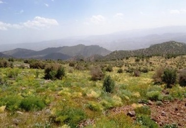 سرنوشتی تلخ در انتظار گیاهان کوهی