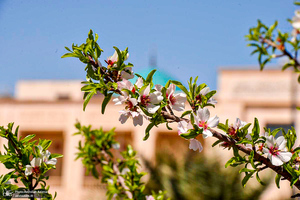 حال و هوای بهاری در حرم مطهر امام خمینی (س)