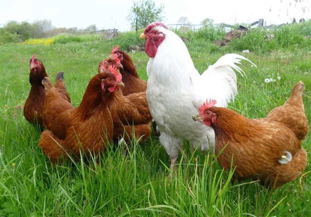 6 گونه مرغ بومی کشور اصلاح نژاد شد
